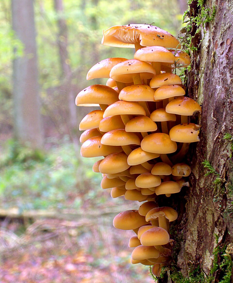 Samtfußrübling
