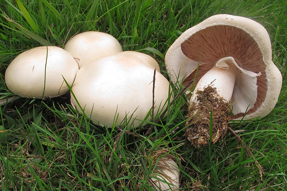 Schafchampignon (Agaricus arvensis)
