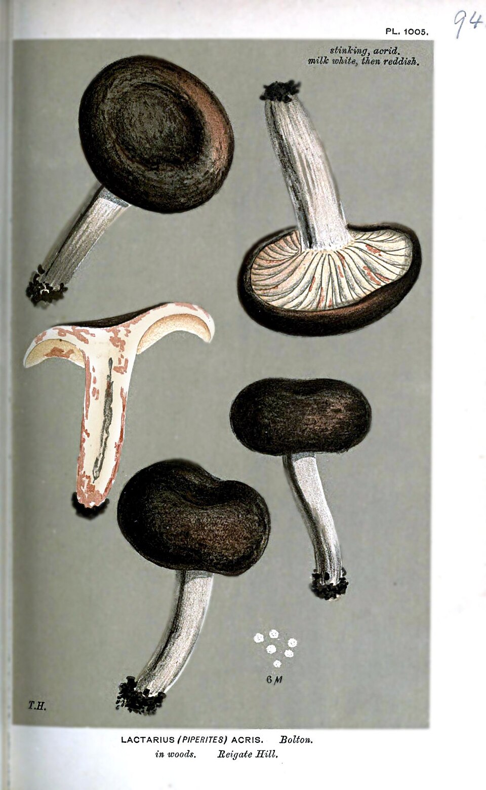 Scharfer Milchling