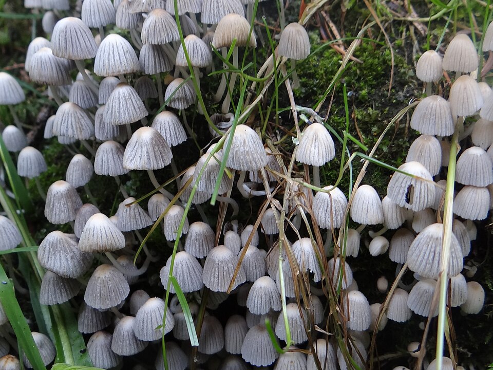 Scheibchentintling (Coprinellus disseminatus)