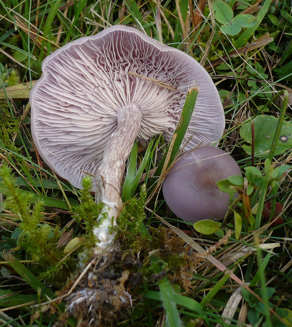 Schmutziger Rötelritterling