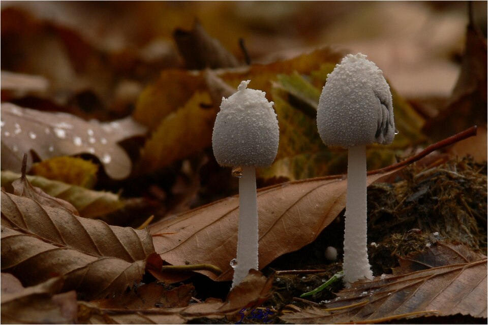 Schneeweißer Tintling