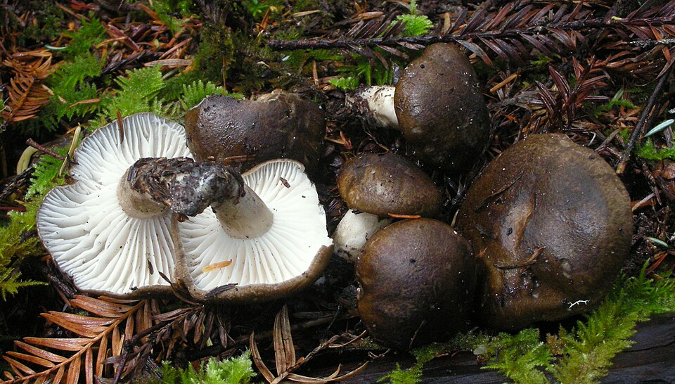 Schwärzender Schneckling