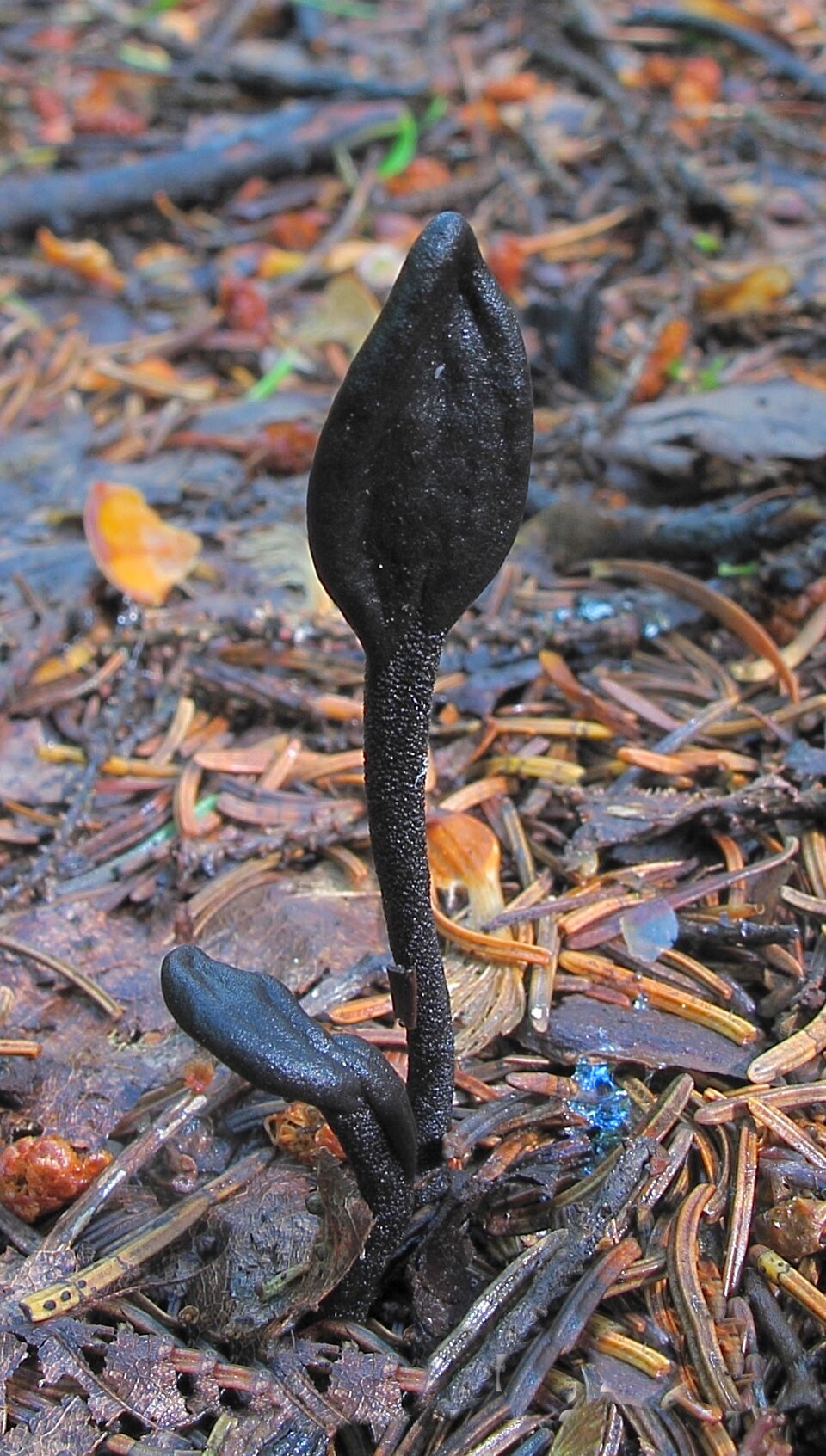 Schwarze Erdzunge