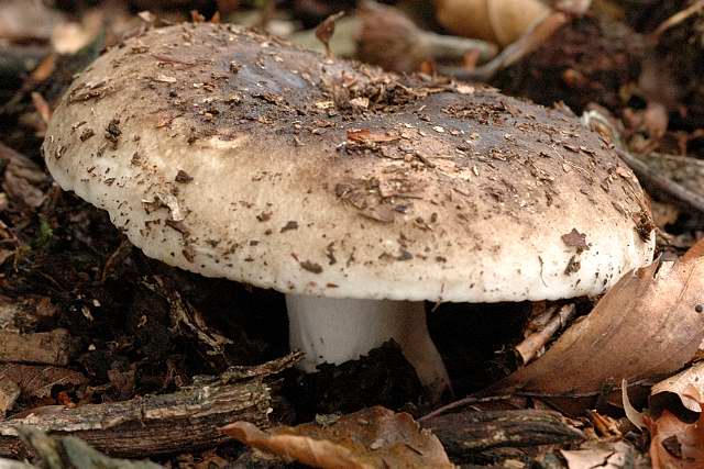 Schwarzer Täubling