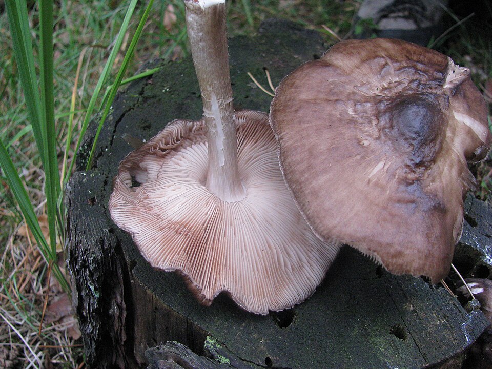 Schwarzfaseriger Dachpilz