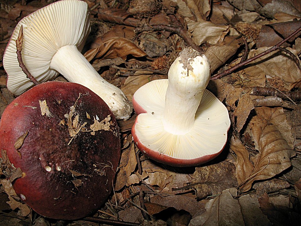Schwarzroter Speisetäubling