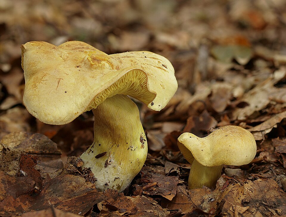Schwefelritterling (Tricholoma sulphureum)