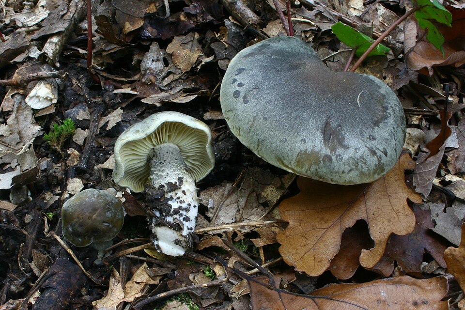 Seifenritterling