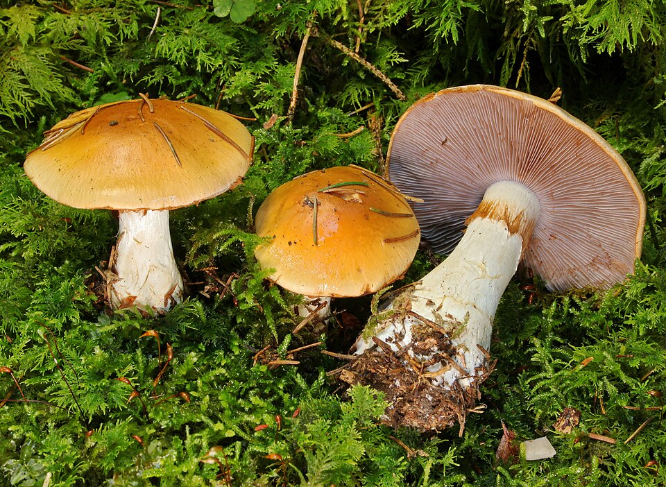 Semmelgelber Schleimkopf