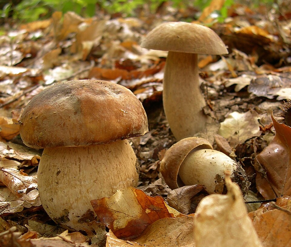 Sommersteinpilz
