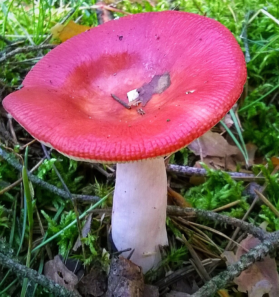Spei-Täubling