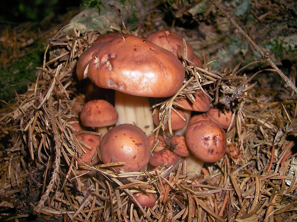 Spindeliger Rübling