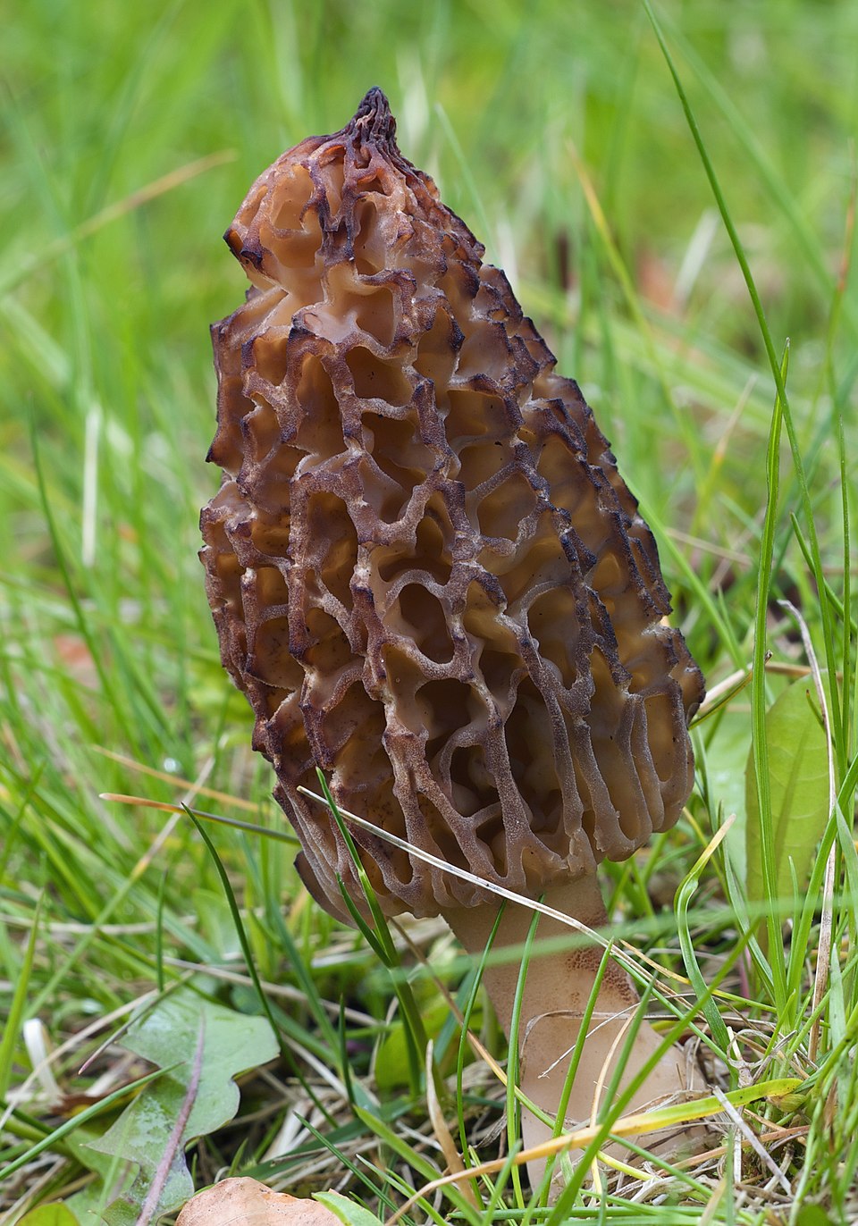 Spitzmorchel