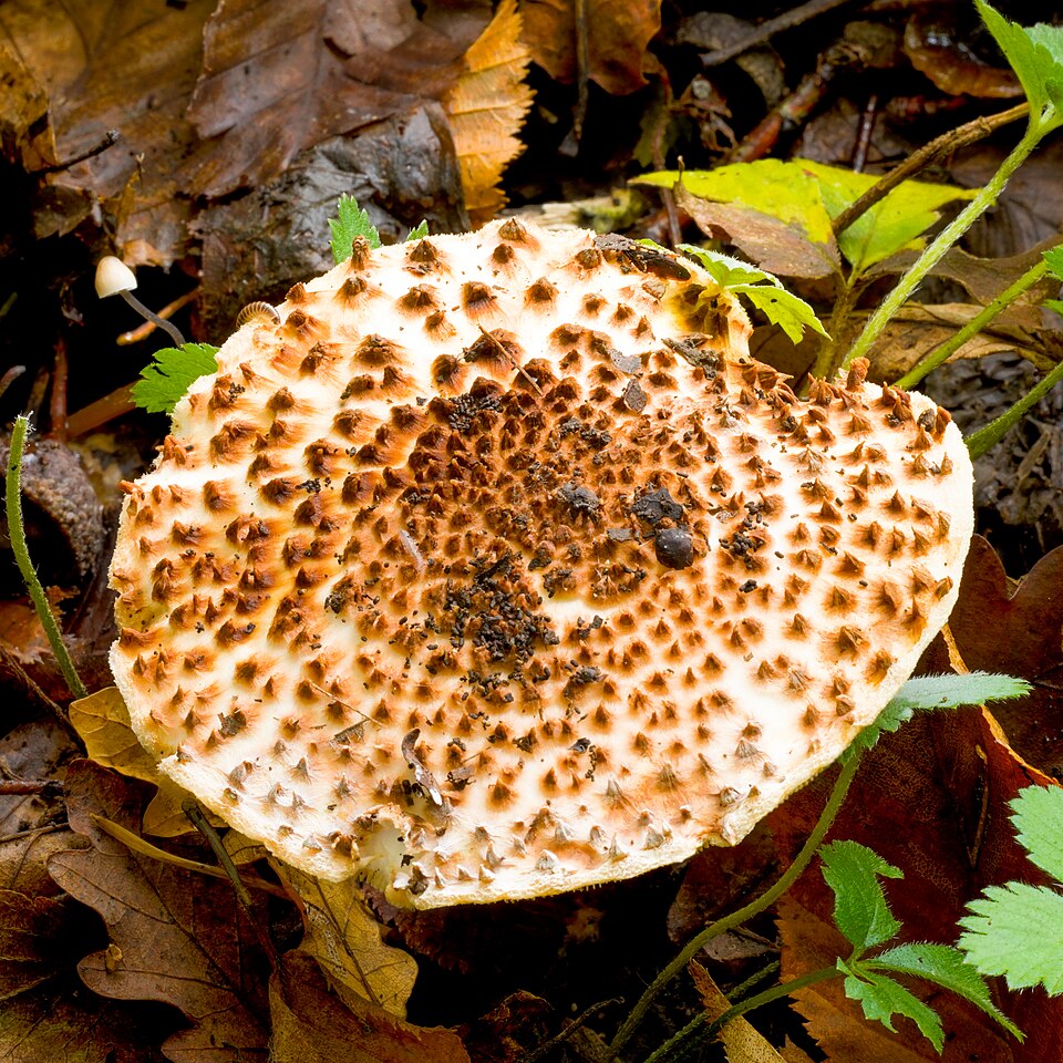 Spitzschuppiger Schirmling