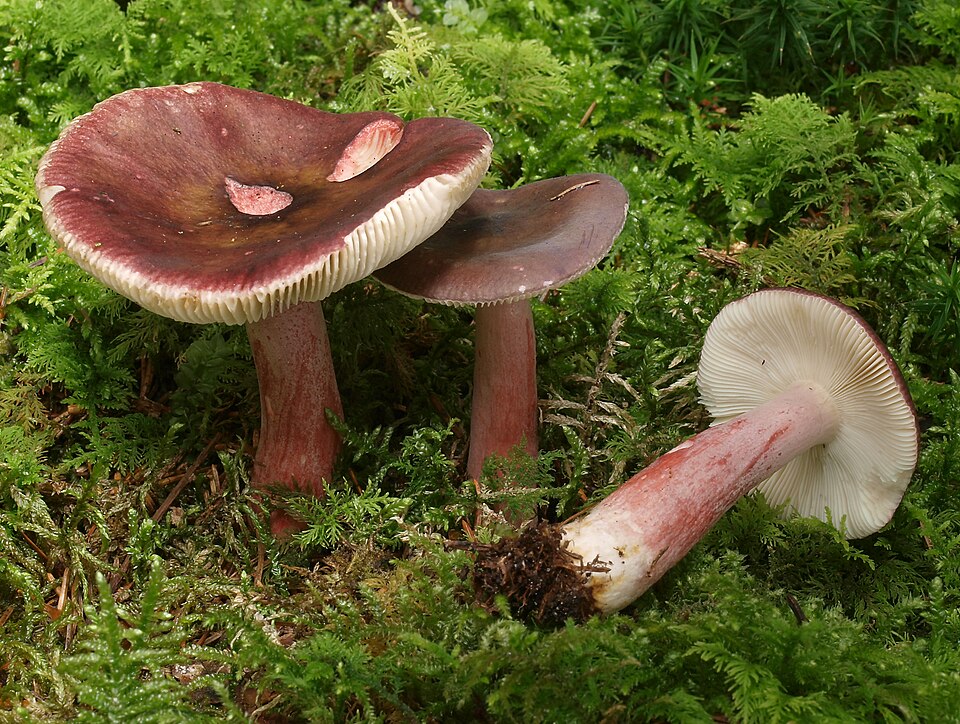 Stachelbeertäubling