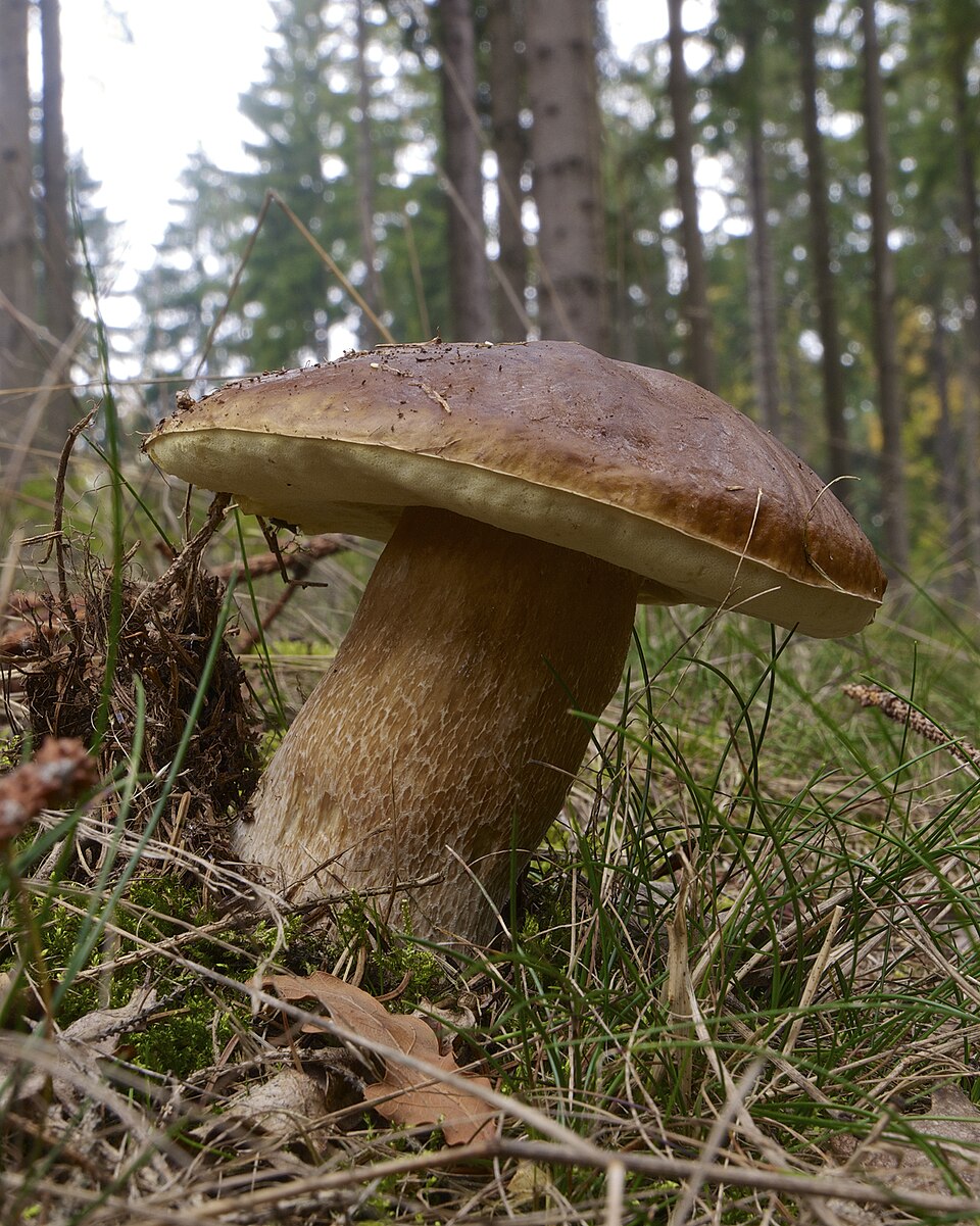 Steinpilz