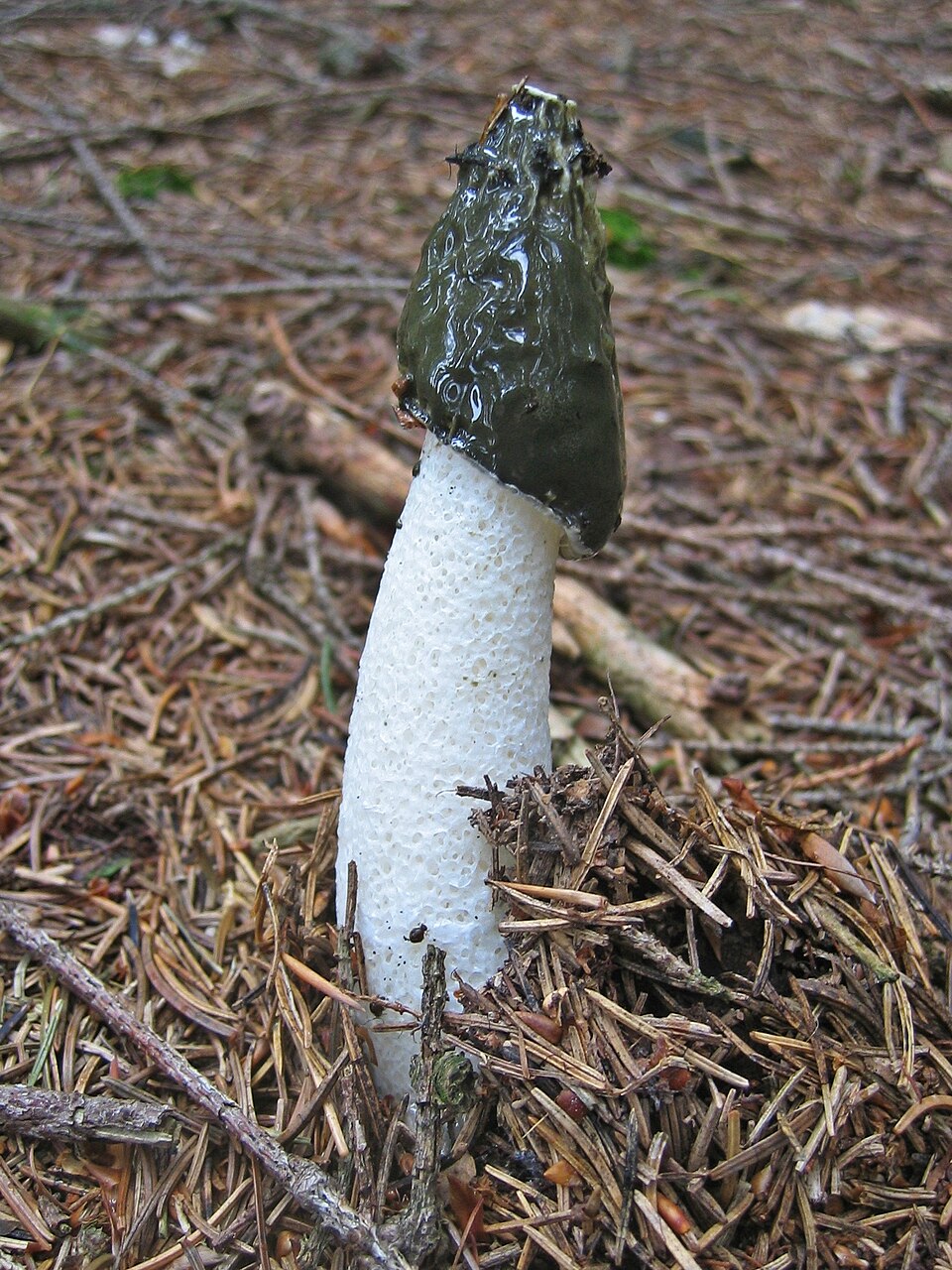 Stinkmorchel (Phallus impudicus)