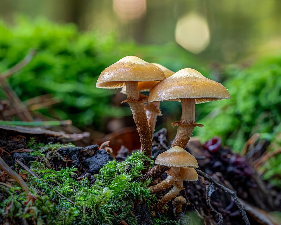 Stockschwämmchen