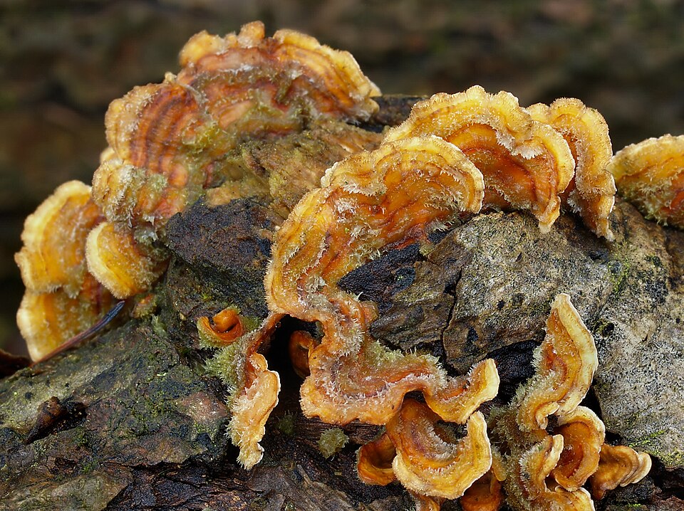 Striegeliger Schichtpilz