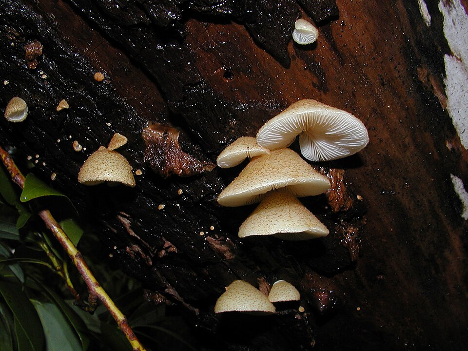 Stummelfüßchen (Crepidotus mollis)