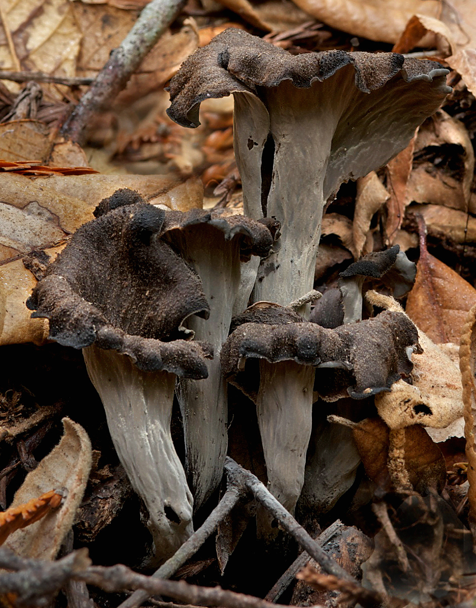Totentrompete (Herbsttrompete)