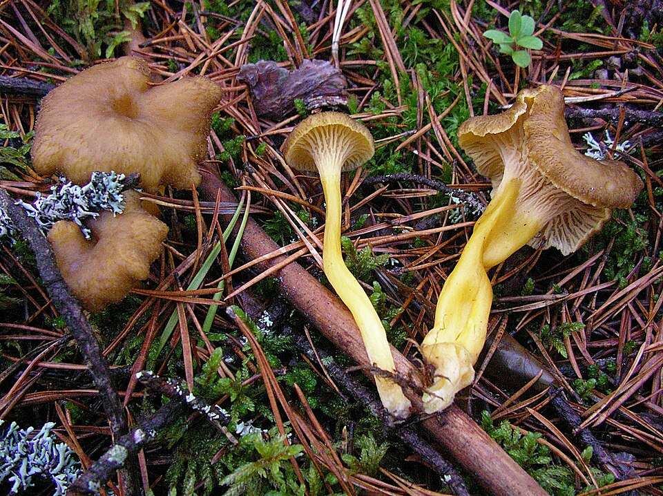 Trompetenpfifferling