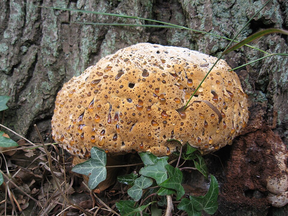 Tropfender Schillerporling