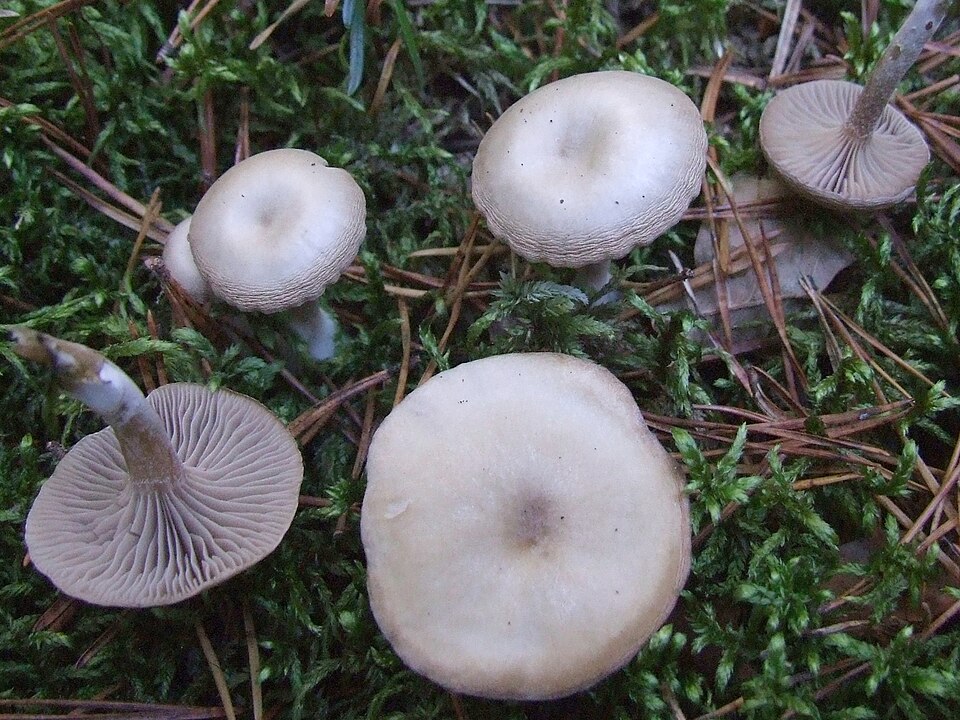 Verblassender Trichterling