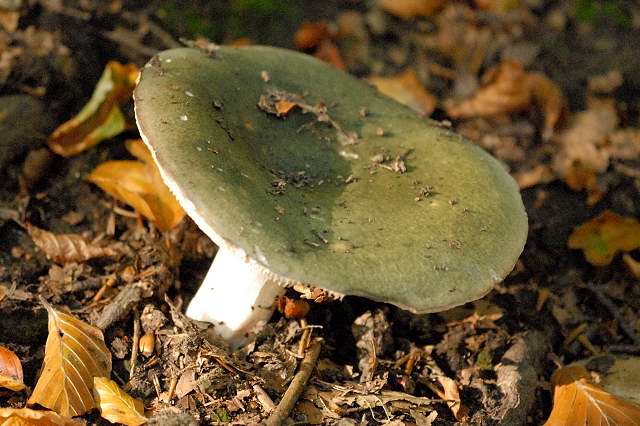 Verschiedenblättriger Täubling (Grüner Speisetäubling)