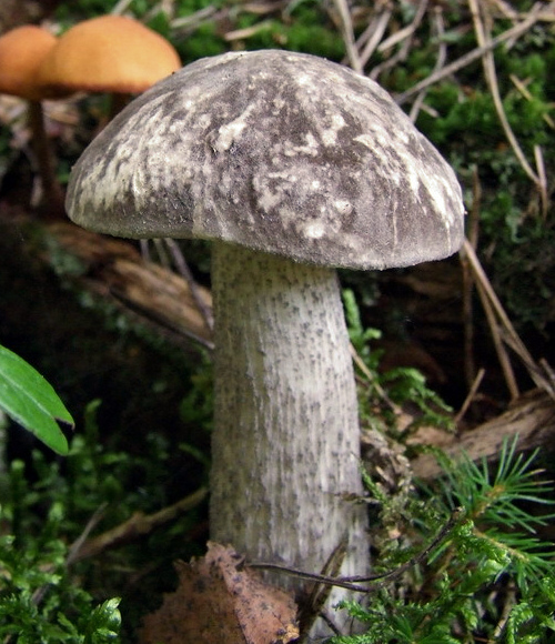 Vielverfärbender Birkenpilz
