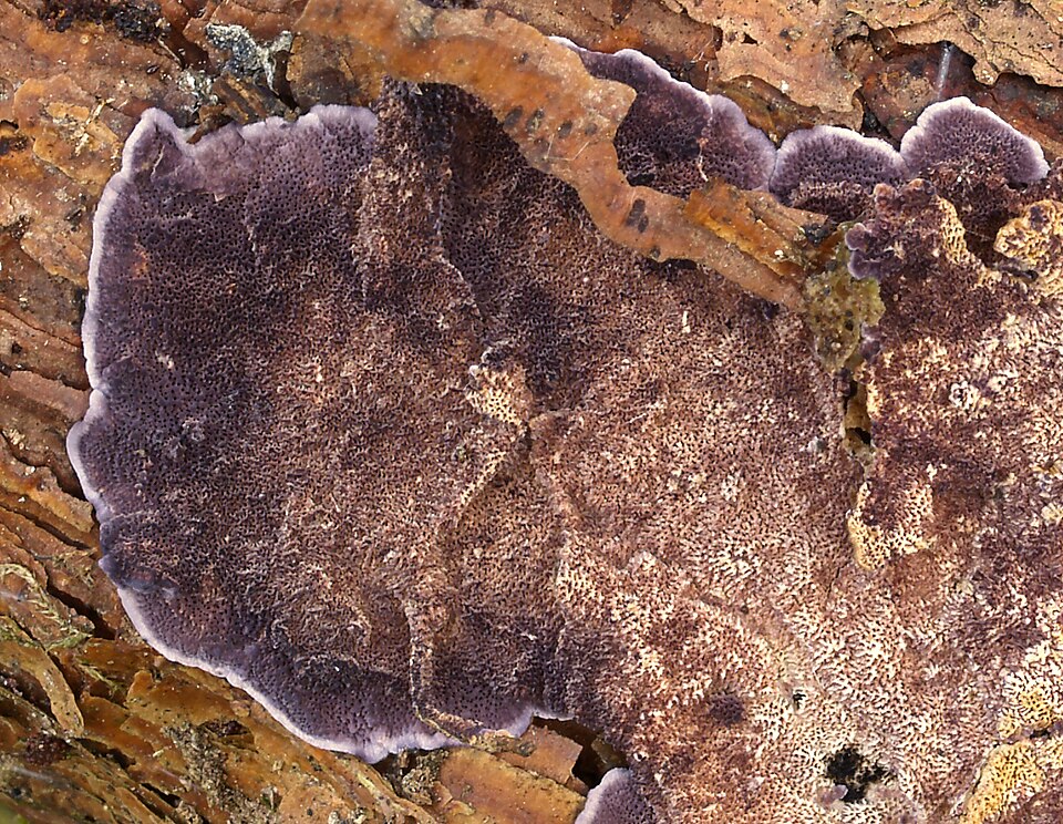 Violetter Knorpelschichtpilz