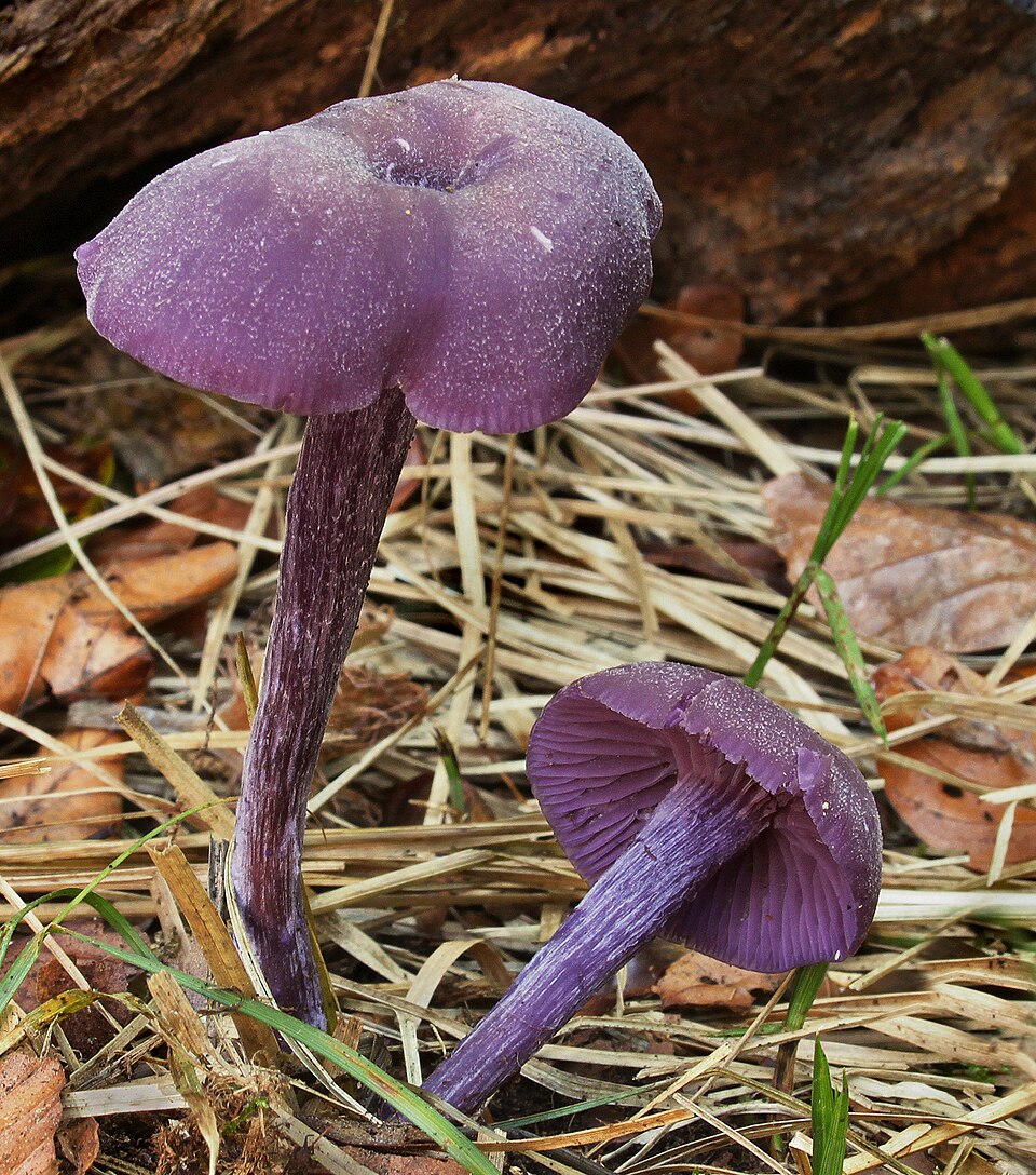 Violetter Lacktrichterling