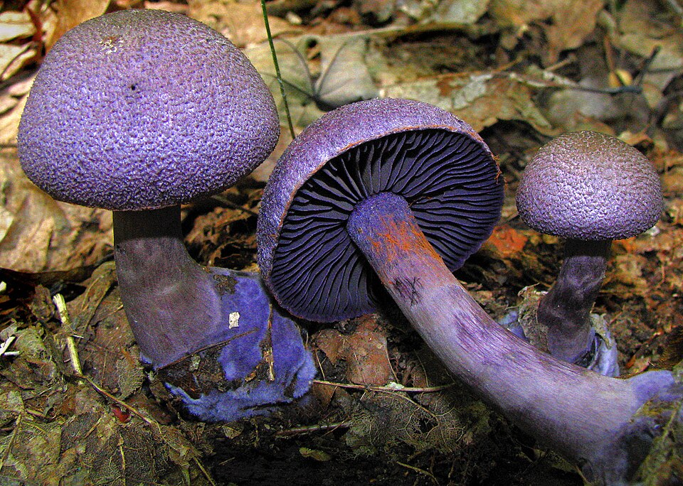 Violetter Schleierling