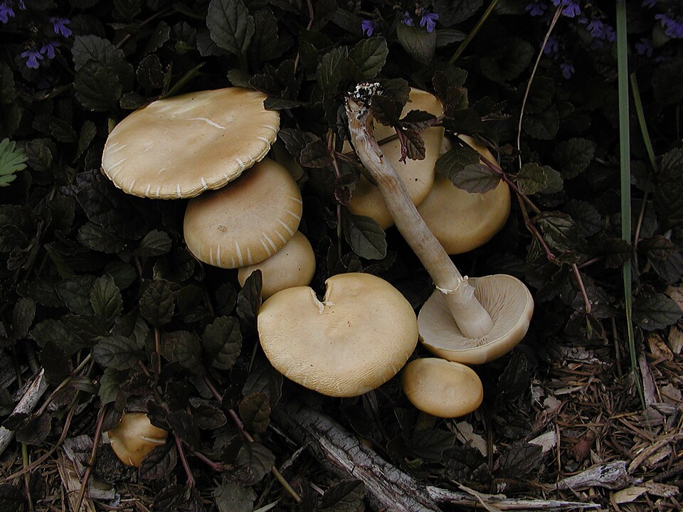 Voreilender Ackerling (Agrocybe praecox)