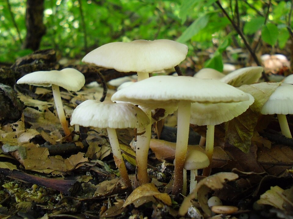 Wald-Schwindling (Marasmius wynneae)