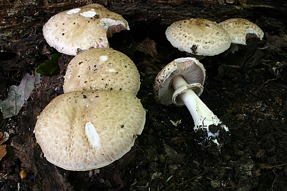 Waldchampignon (Agaricus sylvaticus)