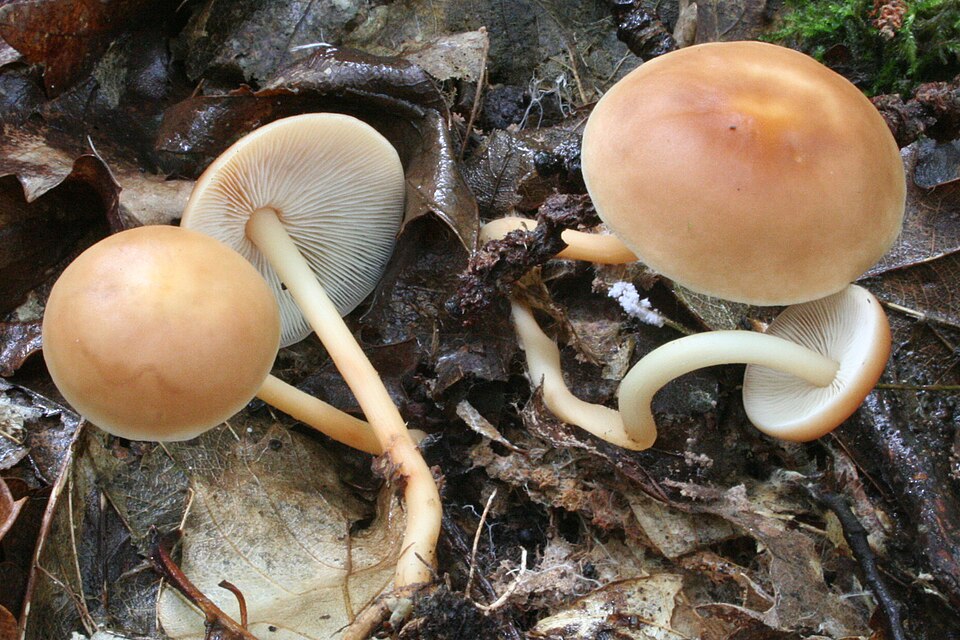 Waldfreund-Rübling