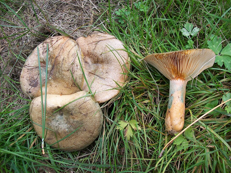 Wechselblauer Edelreizker