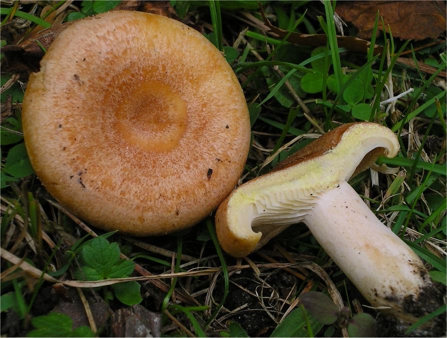 Wechselfarbiger Zonen-Milchling