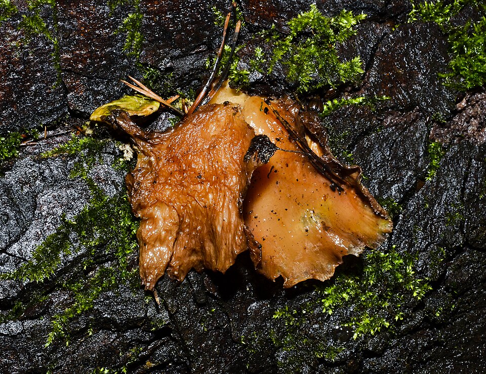 Weichritterling (Hohenbuehelia petaloides)