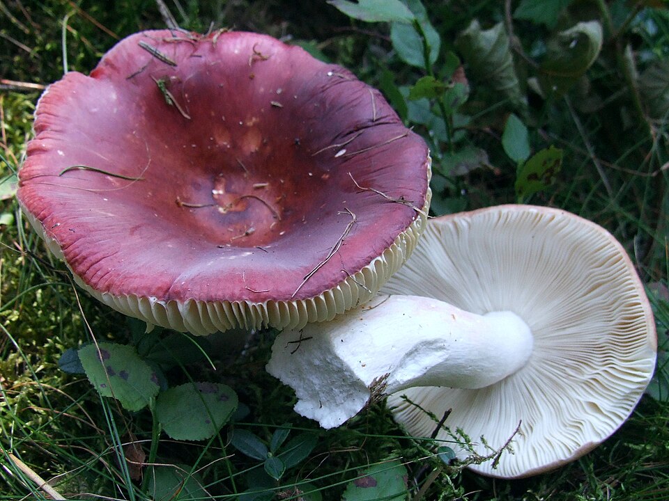 Weinroter Graustieltäubling