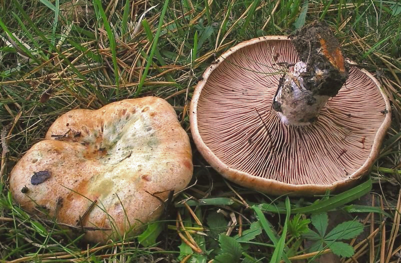 Weinroter Kiefern-Reizker
