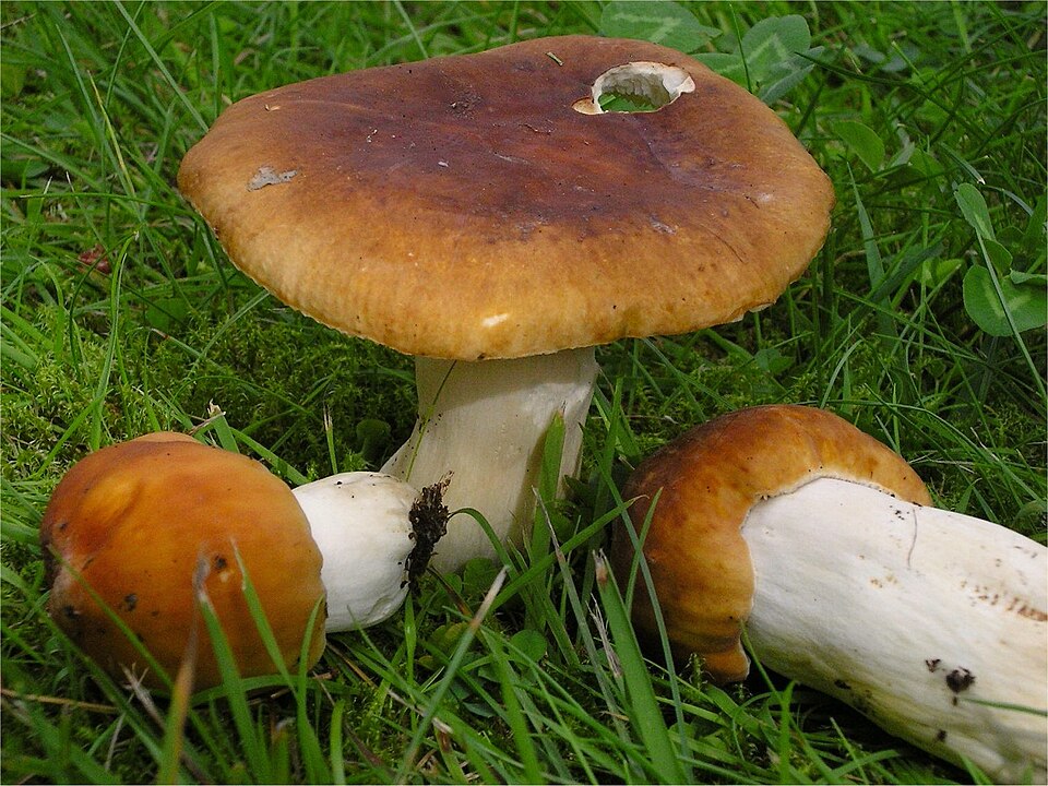 Wieseltäubling