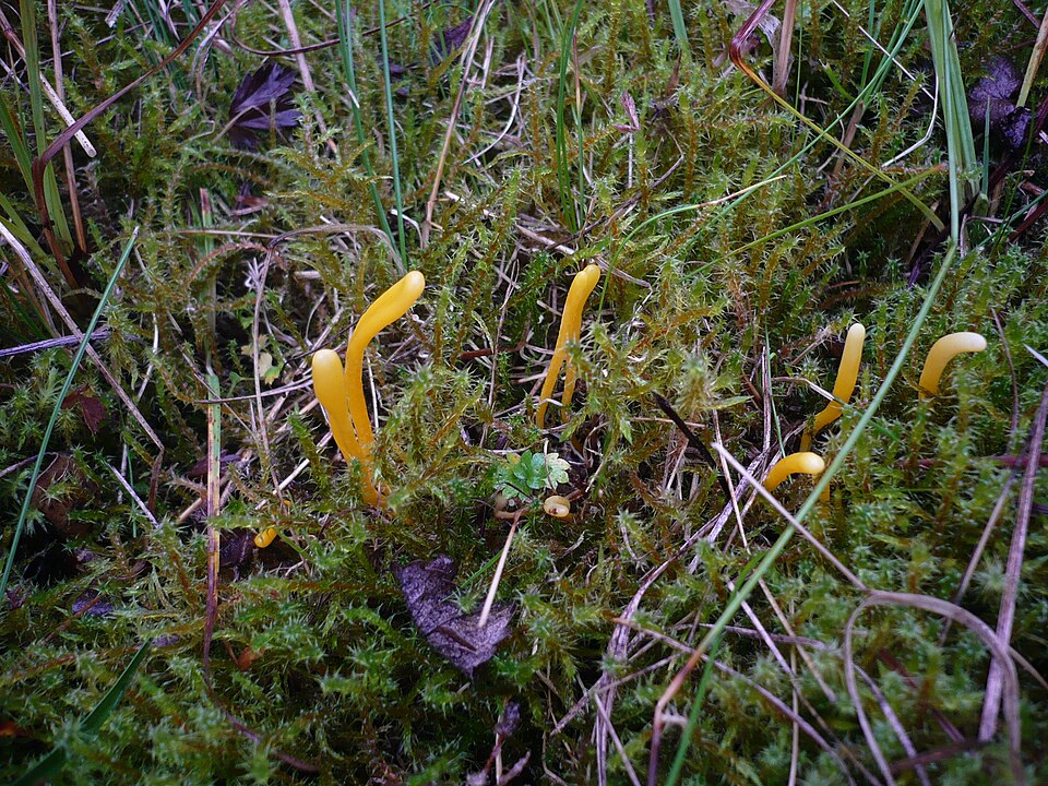 Wiesen-Keulchen