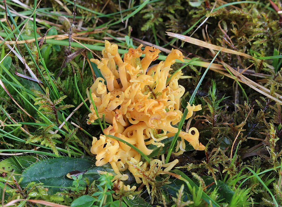 Wiesen-Korallenpilz