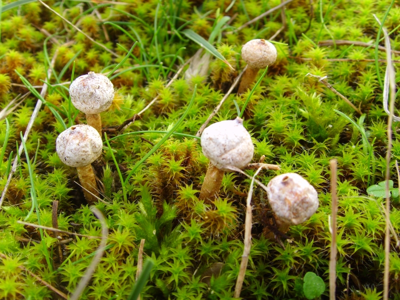 Wiesen-Stielbovist