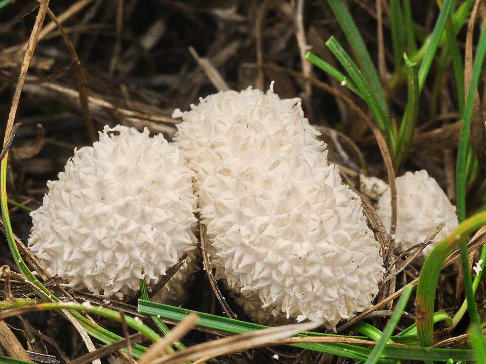 Wiesenstäubling