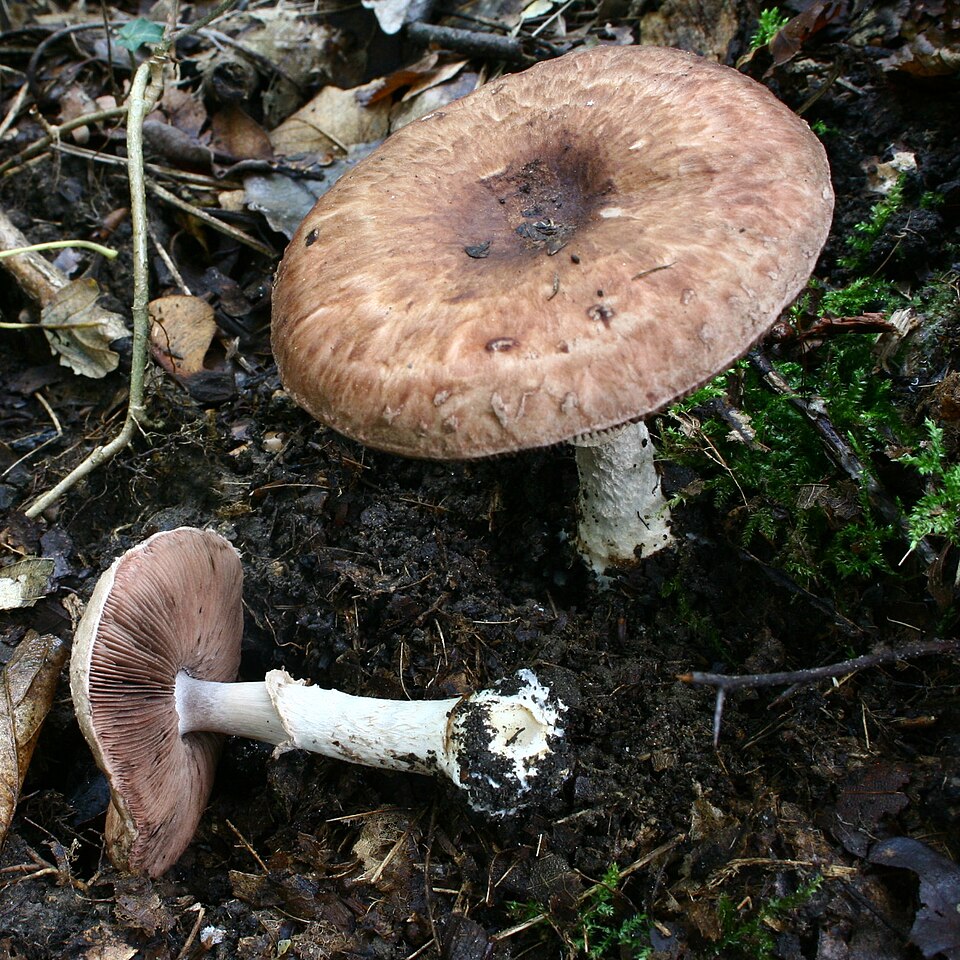 Wollstieliger Egerling