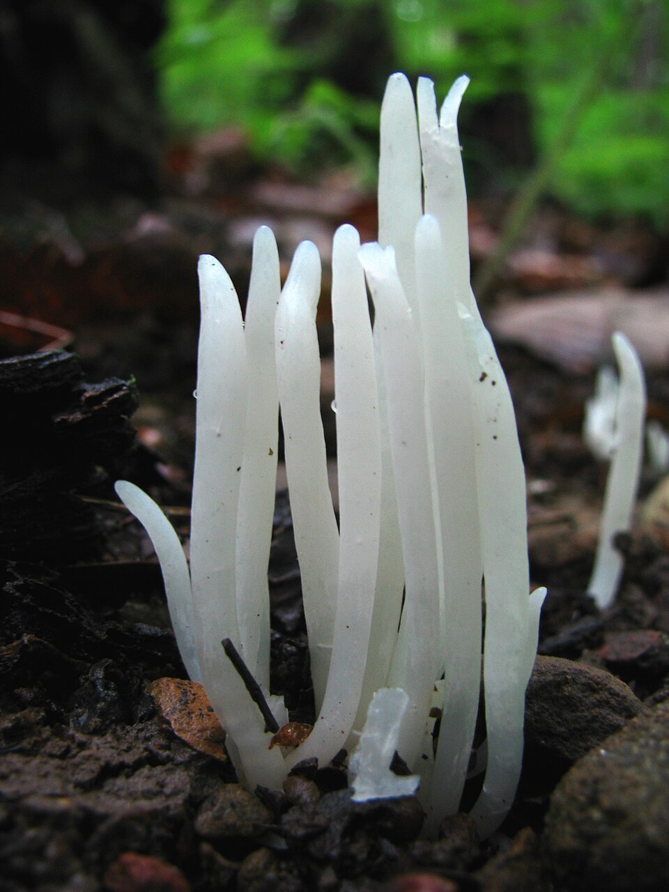 Wurmförmige Wiesenkeule